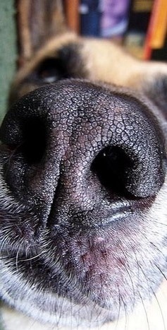 Controle leidingen RRP met snuffelhonden: woensdag 9 december 2015